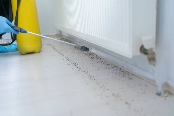 Best Affordable Pest Control Services  in Lithia Springs, GA